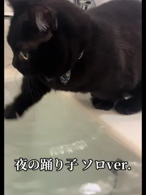 TikTok by @watashiwa_nekonushi